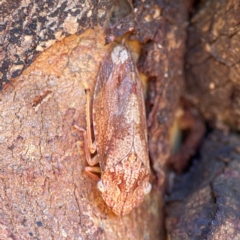 Stenocotis depressa (Leafhopper) at Gungahlin Pond - 19 Jan 2024 by Hejor1