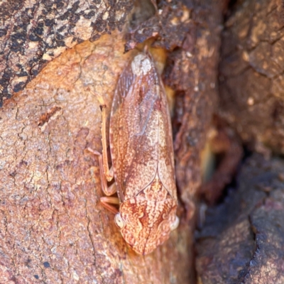 Stenocotis depressa (Leafhopper) at Gungahlin Pond - 19 Jan 2024 by Hejor1