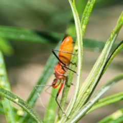 Gminatus australis at Percival Hill - 19 Jan 2024