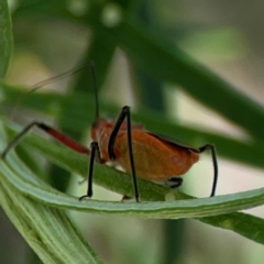 Gminatus australis at Percival Hill - 19 Jan 2024