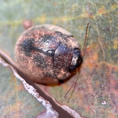 Trachymela sp. (genus) (Brown button beetle) at Gungahlin Pond - 19 Jan 2024 by Hejor1