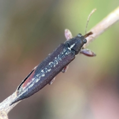 Rhinotia sp. (genus) (Unidentified Rhinotia weevil) at Gungahlin Pond - 19 Jan 2024 by Hejor1