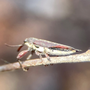 Rhinotia sp. (genus) at Gungahlin Pond - 19 Jan 2024