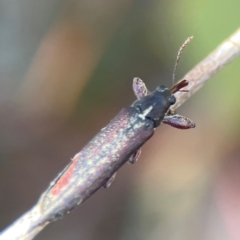 Rhinotia sp. (genus) at Gungahlin Pond - 19 Jan 2024