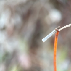 Hemibela (genus) at Gungahlin Pond - 19 Jan 2024