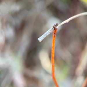 Hemibela (genus) at Gungahlin Pond - 19 Jan 2024