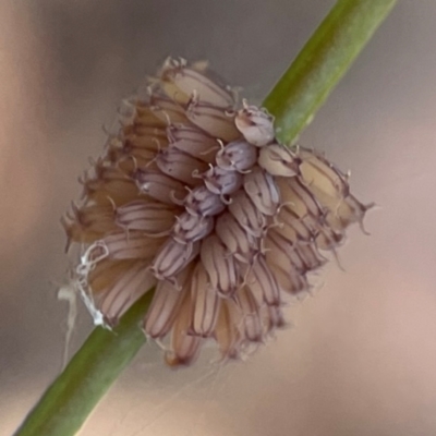Paropsis atomaria (Eucalyptus leaf beetle) at Gungahlin Pond - 19 Jan 2024 by Hejor1
