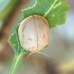 Paropsis atomaria at Gungahlin Pond - 19 Jan 2024 12:19 PM