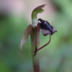 Chiloglottis reflexa (Short-clubbed Wasp Orchid) at Palerang, NSW - 19 Jan 2024 by Csteele4