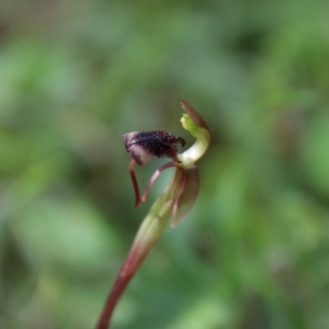 Chiloglottis reflexa at QPRC LGA - 19 Jan 2024