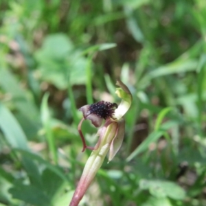 Chiloglottis reflexa at QPRC LGA - 19 Jan 2024