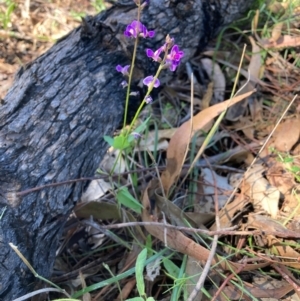 Glycine tabacina at Mount Majura - 19 Jan 2024 04:04 PM