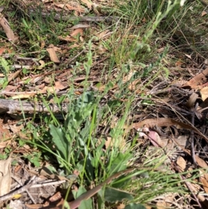 Hackelia suaveolens at Mount Majura - 19 Jan 2024