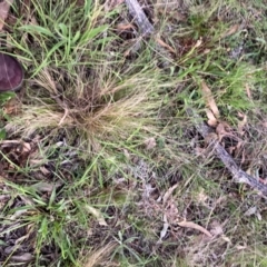 Nassella trichotoma at Mount Majura - 18 Jan 2024