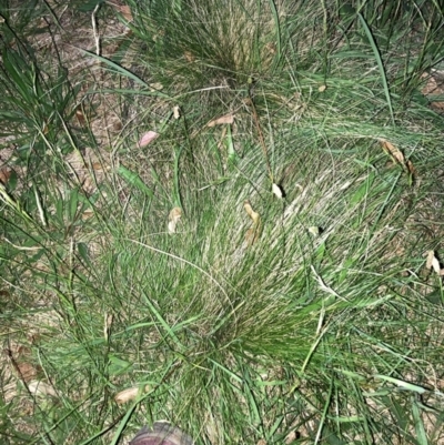 Nassella trichotoma (Serrated Tussock) at Watson, ACT - 18 Jan 2024 by waltraud