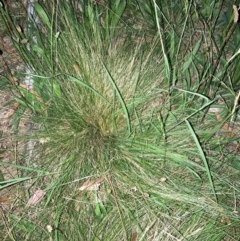 Nassella trichotoma at Mount Majura - 18 Jan 2024