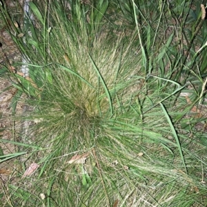 Nassella trichotoma at Mount Majura - 18 Jan 2024