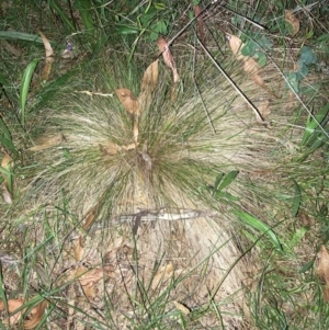 Nassella trichotoma at Mount Majura - 18 Jan 2024