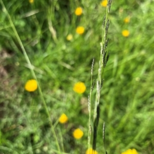 Eragrostis parviflora at Hall, ACT - 19 Jan 2024