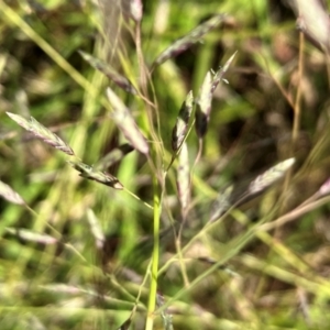 Eragrostis brownii at Hall, ACT - 19 Jan 2024