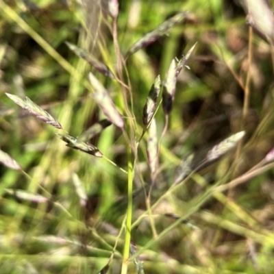 Eragrostis brownii (Common Love Grass) at Hall, ACT - 18 Jan 2024 by strigo