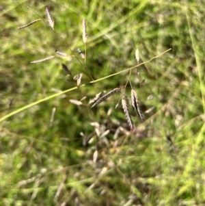 Eragrostis brownii at Hall, ACT - 19 Jan 2024