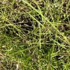 Eragrostis brownii at Hall, ACT - 19 Jan 2024