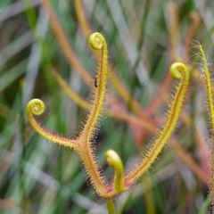 Drosera binata (Forked Sundew) at Booderee National Park1 - 17 Jan 2024 by RobG1