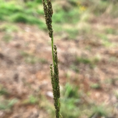 Sporobolus creber (Slender Rat's Tail Grass) at Hall, ACT - 16 Jan 2024 by strigo