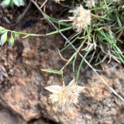 Rytidosperma carphoides (Short Wallaby Grass) at Hall, ACT - 11 Jan 2024 by strigo