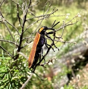 Rhinotia haemoptera at Tidbinbilla Nature Reserve - 19 Jan 2024