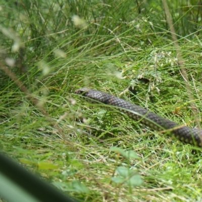 Austrelaps ramsayi (Highlands Copperhead) at Forbes Creek, NSW - 19 Jan 2024 by AJB