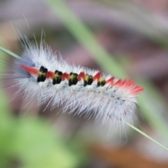 Trichiocercus sparshalli (Sparshall's Moth) at Glen Allen, NSW - 18 Jan 2024 by AlisonMilton