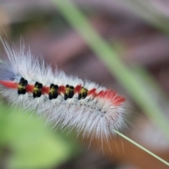 Trichiocercus sparshalli at South East Forest National Park - 18 Jan 2024