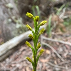 Prasophyllum flavum (Yellow Leek Orchid) at Nunnock Swamp - 8 Jan 2024 by AJB
