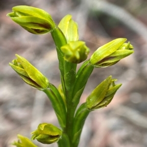 Prasophyllum flavum at South East Forest National Park - suppressed