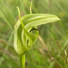 Pterostylis aneba (Small Mountain Greenhood) at Nunnock Swamp - 8 Jan 2024 by AJB