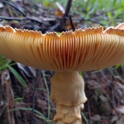 Unidentified Cap on a stem; gills below cap [mushrooms or mushroom-like] at Gleniffer, NSW - 18 Jan 2024 by NJ