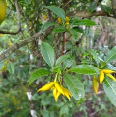 Tabernaemontana pandacaqui (Banana Bush) at Gleniffer, NSW - 18 Jan 2024 by NJ