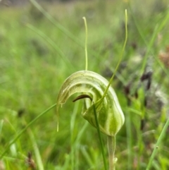 Diplodium aestivum (Long-tongued Summer Greenhood) at South East Forest National Park - 8 Jan 2024 by AJB