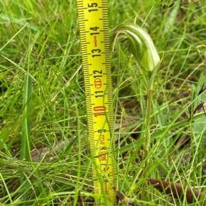 Diplodium aestivum at South East Forest National Park - 8 Jan 2024