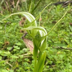 Pterostylis falcata (Sickle Greenhood) at Nunnock Swamp - 8 Jan 2024 by AJB