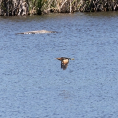 Ixobrychus dubius (Australian Little Bittern) at Fyshwick, ACT - 19 Jan 2024 by rawshorty