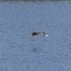 Ixobrychus dubius at Jerrabomberra Wetlands - 19 Jan 2024