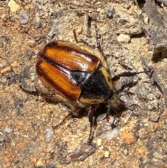 Chondropyga gulosa (Highland cowboy beetle) at Tidbinbilla Nature Reserve - 19 Jan 2024 by Pirom