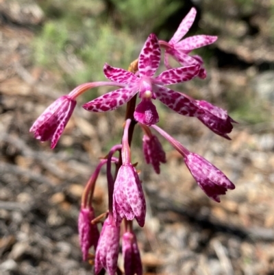 Dipodium punctatum (Blotched Hyacinth Orchid) at Rob Roy Range - 19 Jan 2024 by Shazw
