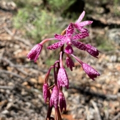 Dipodium punctatum at Rob Roy Range - suppressed