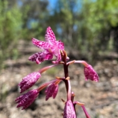 Dipodium punctatum at Rob Roy Range - 19 Jan 2024