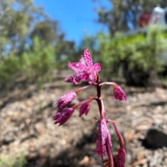 Dipodium punctatum at Rob Roy Range - 19 Jan 2024