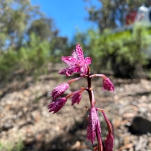 Dipodium punctatum at Rob Roy Range - 19 Jan 2024